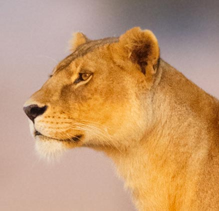 treadright foundation